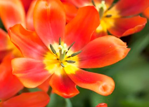 Tulip flower Stock Photos