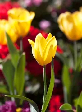 Tulip flower Stock Photos