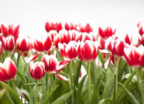 Tulip flower Stock Photos