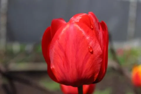 Tulip flower 写真素材