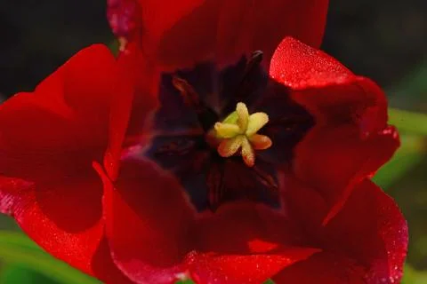 Tulip flower Stock Photos