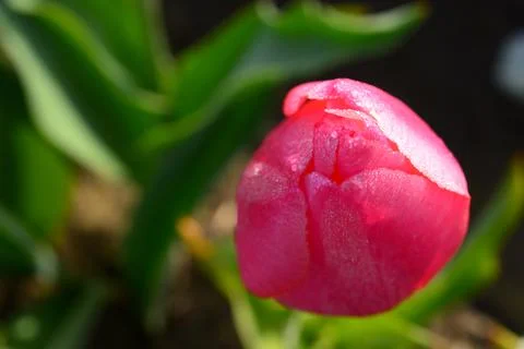Tulip flower Stock Photos
