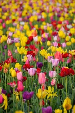 Tulip flower Stock Photos