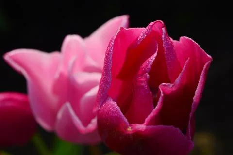 Tulip flower Stock Photos