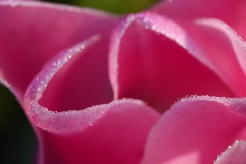 Tulip flower Stock Photos