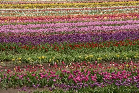 Tulip flower Stock Photos