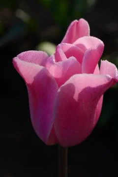 Tulip flower Stock Photos