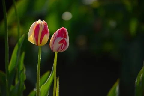 Tulip flower Stock Photos
