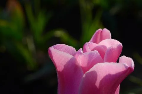 Tulip flower Stock Photos