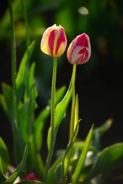 Tulip flower Stock Photos