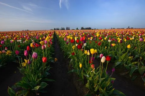 Tulip flower Stock Photos