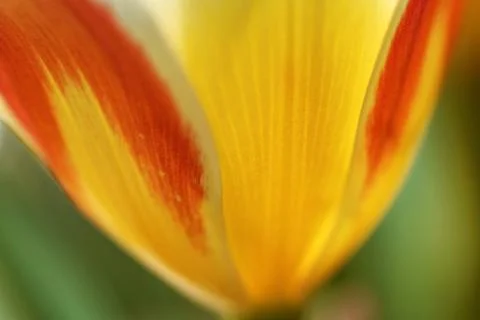 Tulip flower Stock-Fotos