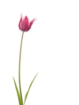 Tulip flower Stock Photos