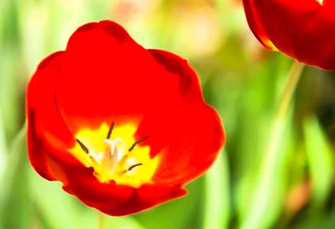 Tulip flower Stock Photos