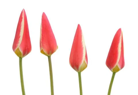 Tulip flower Stock Photos