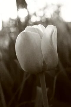Tulip Flower Stock Photos