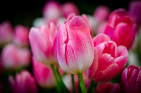 Tulip Flower Stock Photos