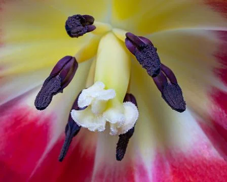 Tulip flower Stock Photos