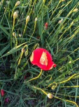 Tulip in flower Stock Photos