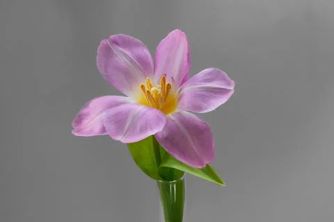 Tulip flower Stock Photos