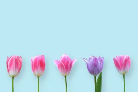 Tulip flower Stock Photos