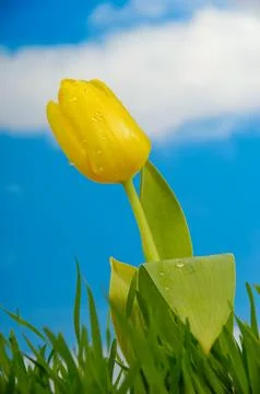 Tulip flower Stock Photos
