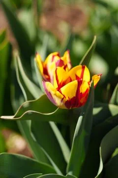 A tulip flower 스톡 사진