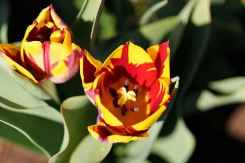 A tulip flower Fotos Stock