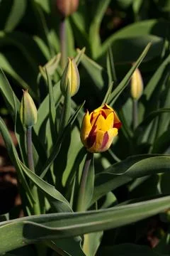 A tulip flower Фото
