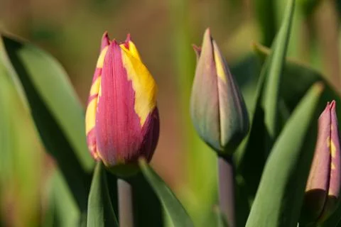 A tulip flower Fotos Stock