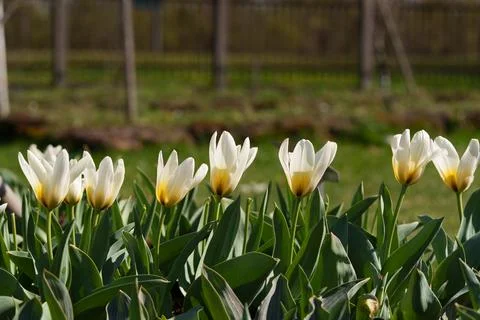A tulip flower 스톡 사진