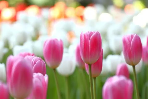Tulip flower Stock Photos