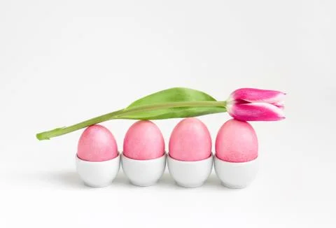 A tulip flower on pink Easter eggs. Easter composition on a white background. Stock Photos