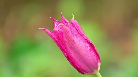 Tulip flower in the rain Stock Footage 106808496