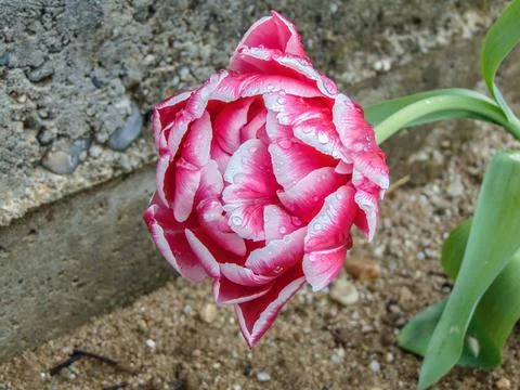 Tulip flower with raindrops in spring Stock Photos