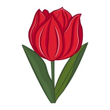 Tulip flower. Spring Flower. Vector Illustration of a Blooming Red Tulip wi.. Stock Illustration