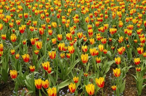 Tulip flower in spring Stock Photos