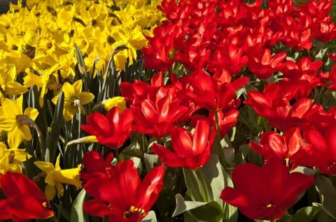 Tulip flower in spring Stock Photos