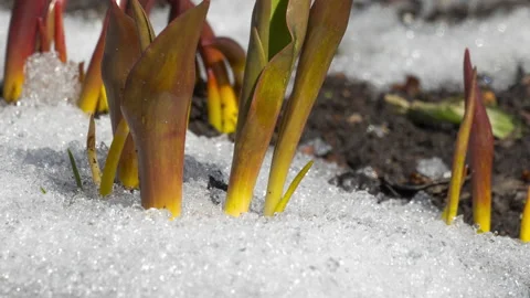 Tulip flower sprouts, spring Stock Footage 217406615