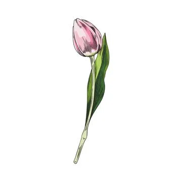 Hand drawn of side view red open tulip flower, sketch style vector  illustration isolated on white background. Realistic hand drawing of tulip  flower, decoration element Stock Vector | Adobe Stock