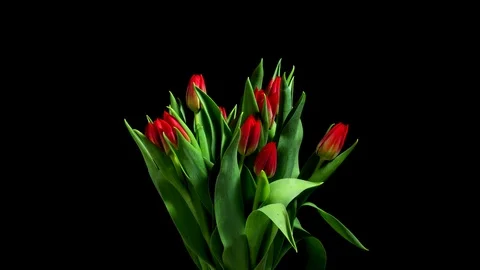Tulip Flower Timelapse Stock Footage 70866897
