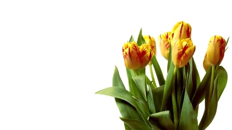 Tulip Flower Timelapse Stock Footage 70873976