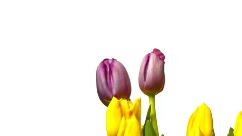 Tulip Flower Timelapse Stock Footage 70876437