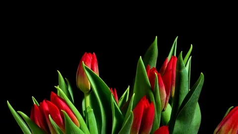 Tulip Flower Timelapse Stock Footage 70876987