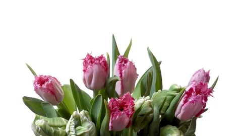 Tulip Flower Timelapse Video stock 71161534