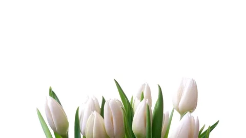 Tulip Flower Timelapse Stock Footage 71170699
