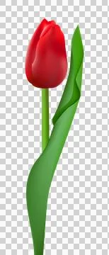 Tulip flower transparent Illustrazione stock