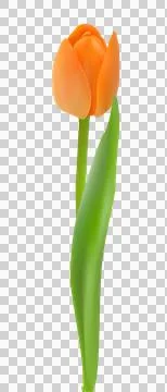 Tulip flower transparent Illustrazione stock