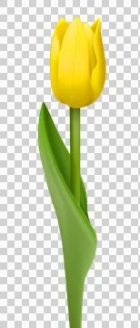 Tulip flower transparent Stock Illustration