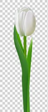 Tulip flower transparent Stock Illustration